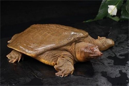 孕妇不宜吃什么？这些食物孕期需避免食用防止滑胎