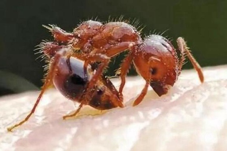 村民被红火蚁咬后休克,春季红火蚁咬伤怎么处理？