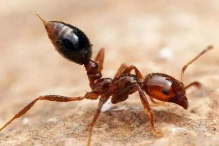 村民被红火蚁咬后休克,春季红火蚁咬伤怎么处理？