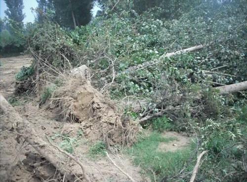 农民砍掉自己种的杨树后被判刑