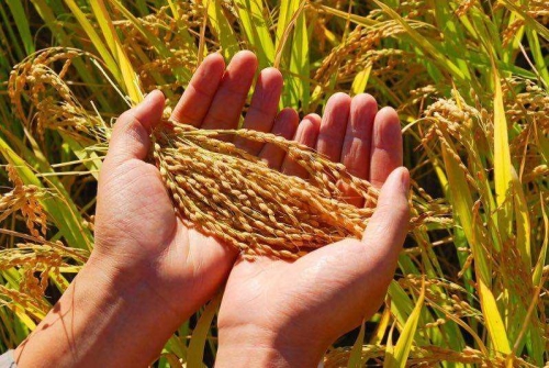 把握生命的黄金1000天 有机米粉让每一口都是满满营养