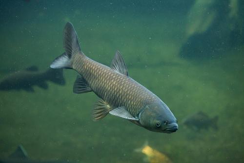 为什么今年草鱼价格这么高
