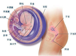 【怀孕10周】怀孕10周胎儿发育情况_怀孕10周胎儿图片