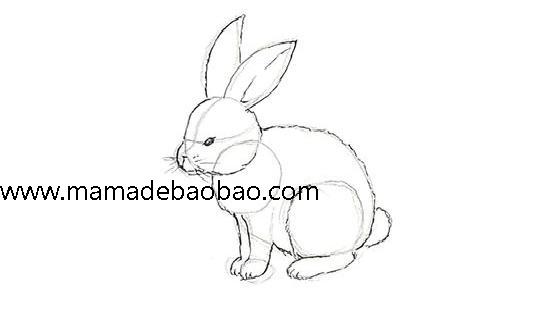 如何画小兔子: 13 步骤（画写实风格的小白兔）